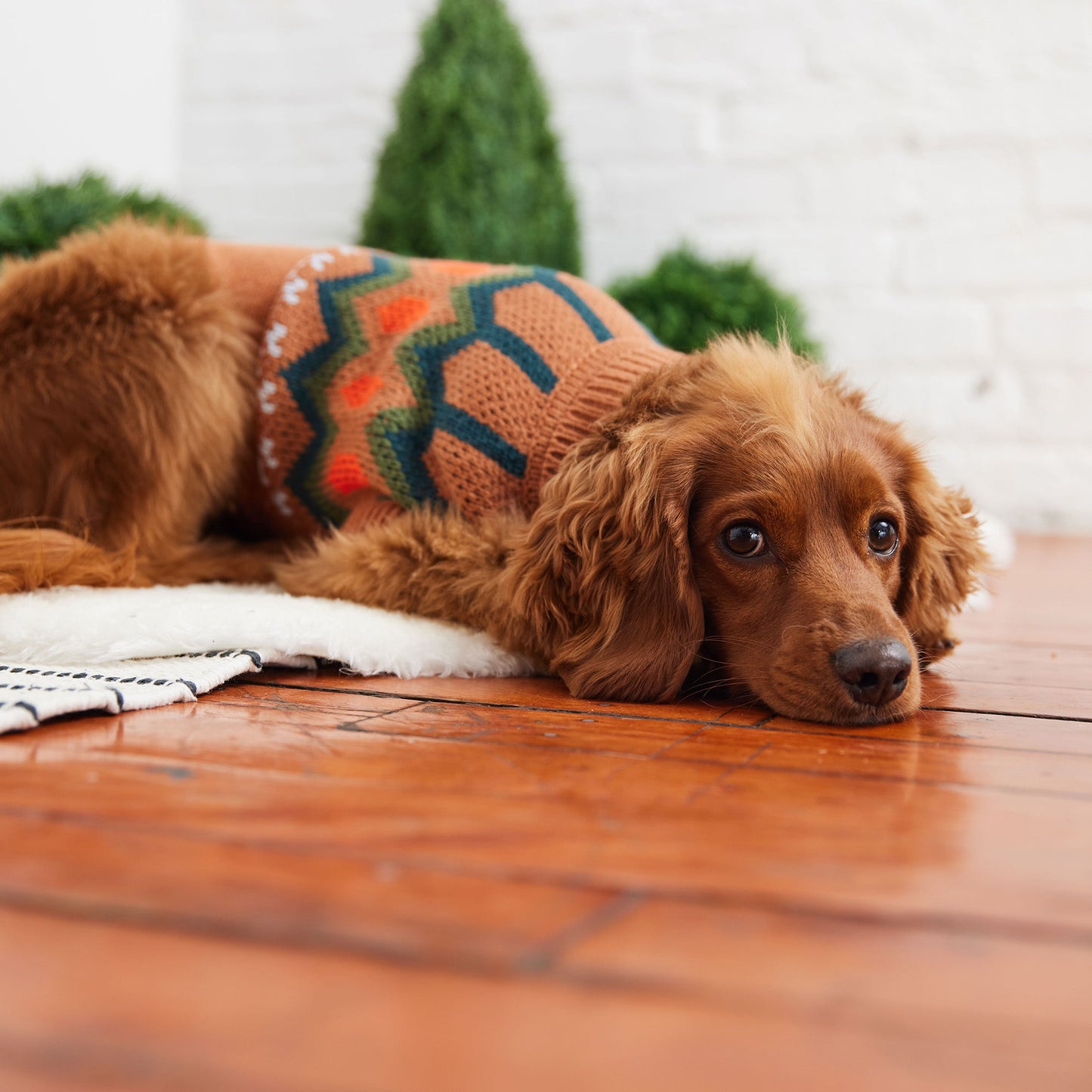 ☁️Dog Heritage Sweater|Hazel