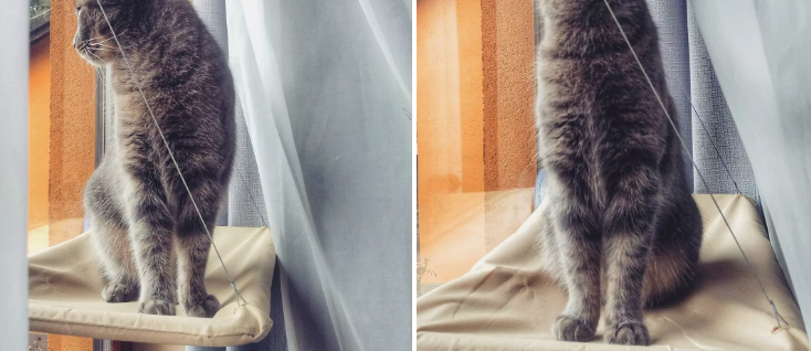 š¼šŖCat Hammock Window Bed