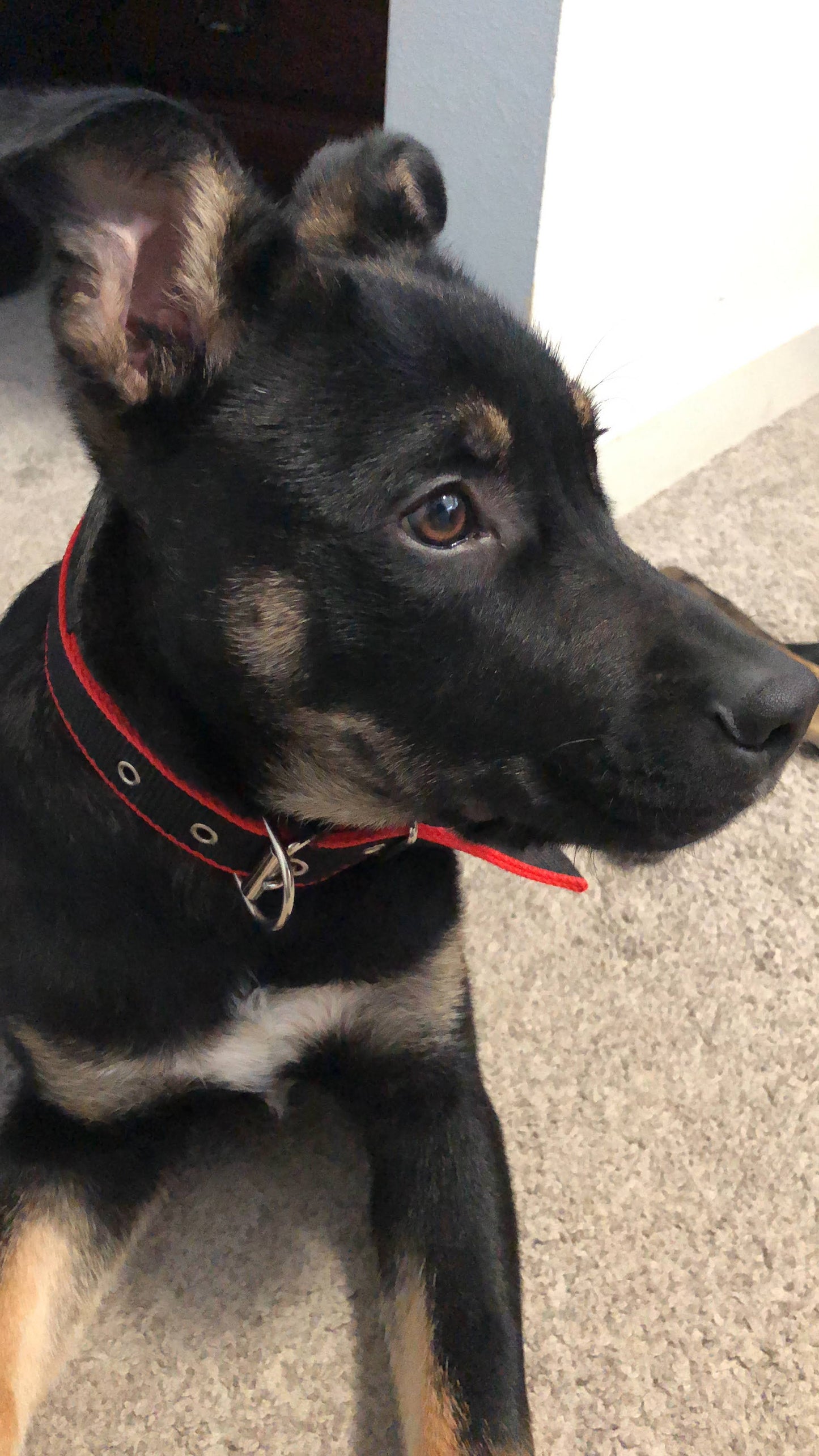 Zeus Durable Dog Collar
