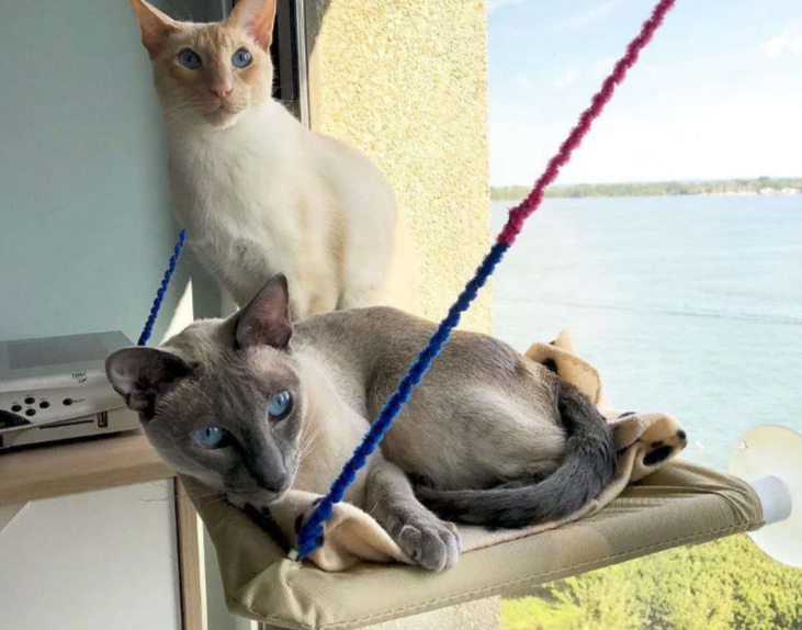 š¼šŖCat Hammock Window Bed