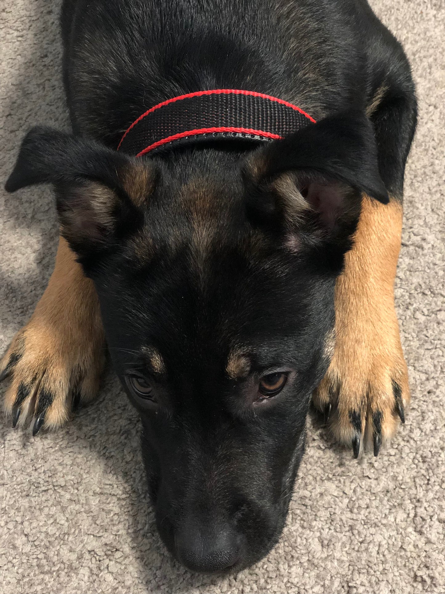 Zeus Durable Dog Collar