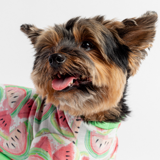 🍉 Nesoi Watermelon Fruit Dog Pajamas|Soft & Cozy Velcro Onesie
