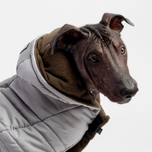 Jackson Dog Jacket Water-Resistant Coat with Cold-Alert™