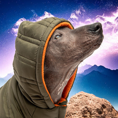 🌲Dog Jacket Quilted Winter Coat With Harness - Water Resistant|Green Color