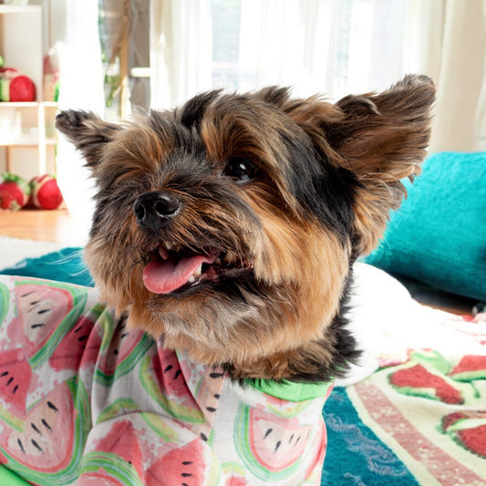 🍉 Watermelon Fruit Dog Pajamas|Soft & Cozy Velcro Onesie