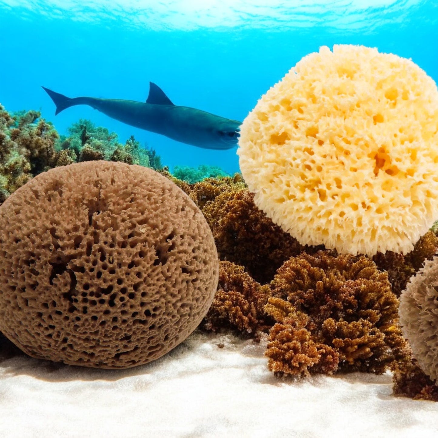 🧼🪼Natural Sea Shower Sponge|Zero Waste Organic Sponge|Plastic Free