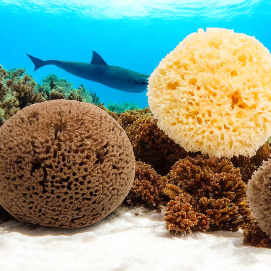 🧼🪼Natural Sea Shower Sponge|Zero Waste Organic Sponge|Plastic Free