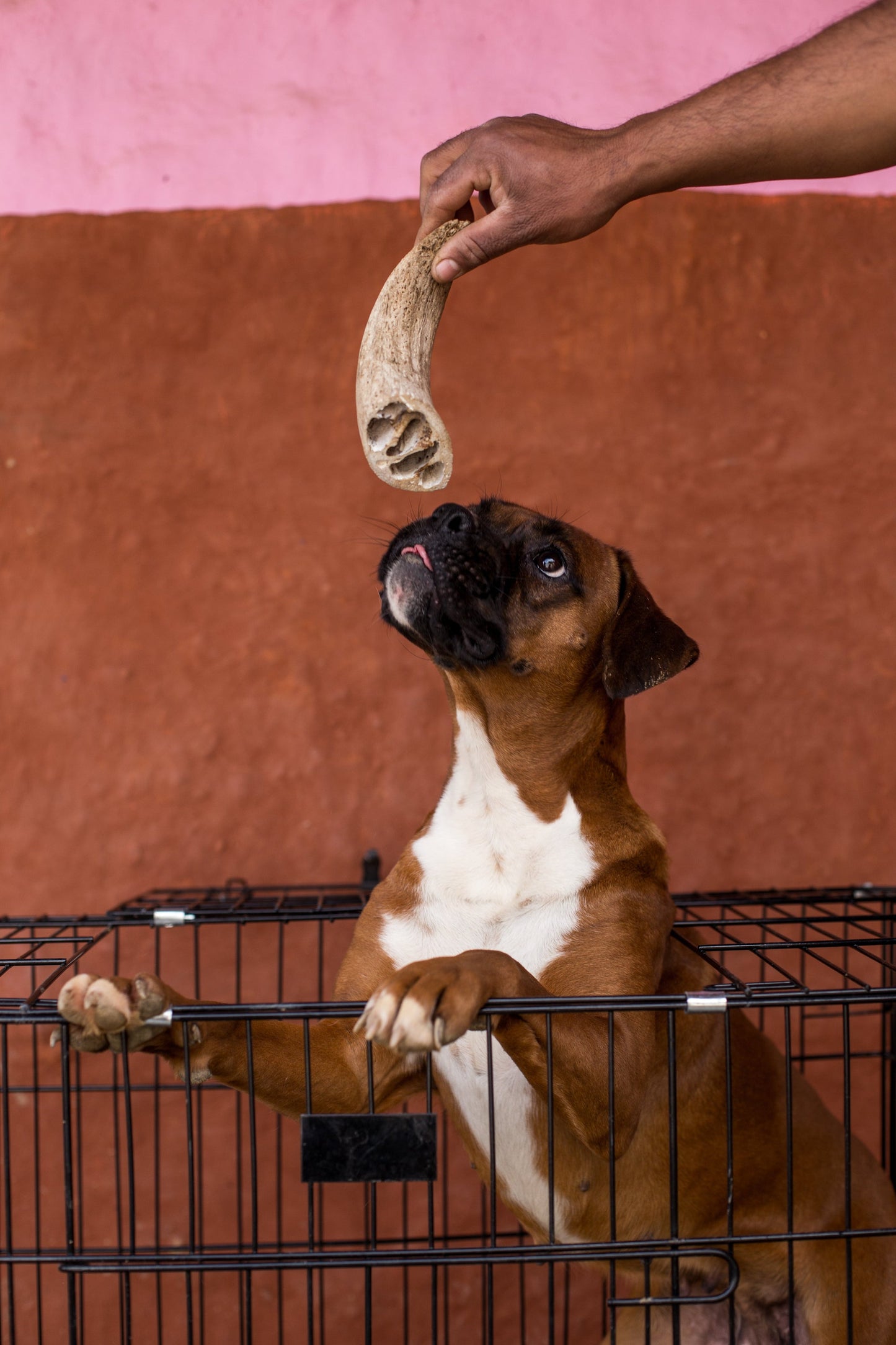 Rozie's Naturals Buffalo Horn Chews For Dogs