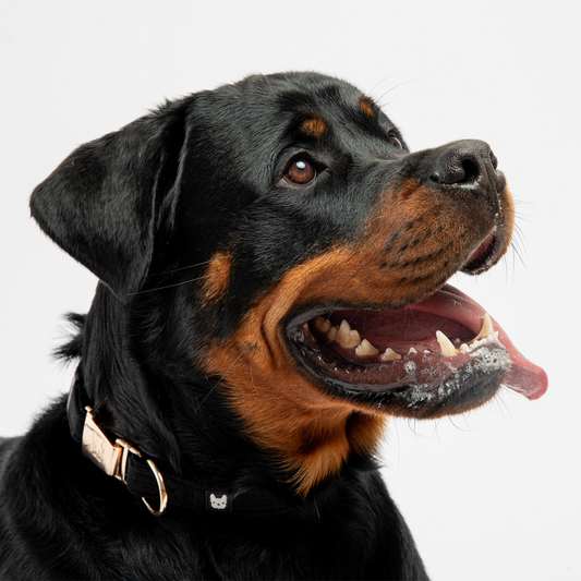 🐾🜛Aqua Fleece Waterproof Dog Collar|Durable