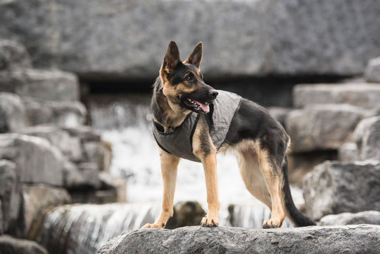 Beige Army Dog Cooling Grey Vest