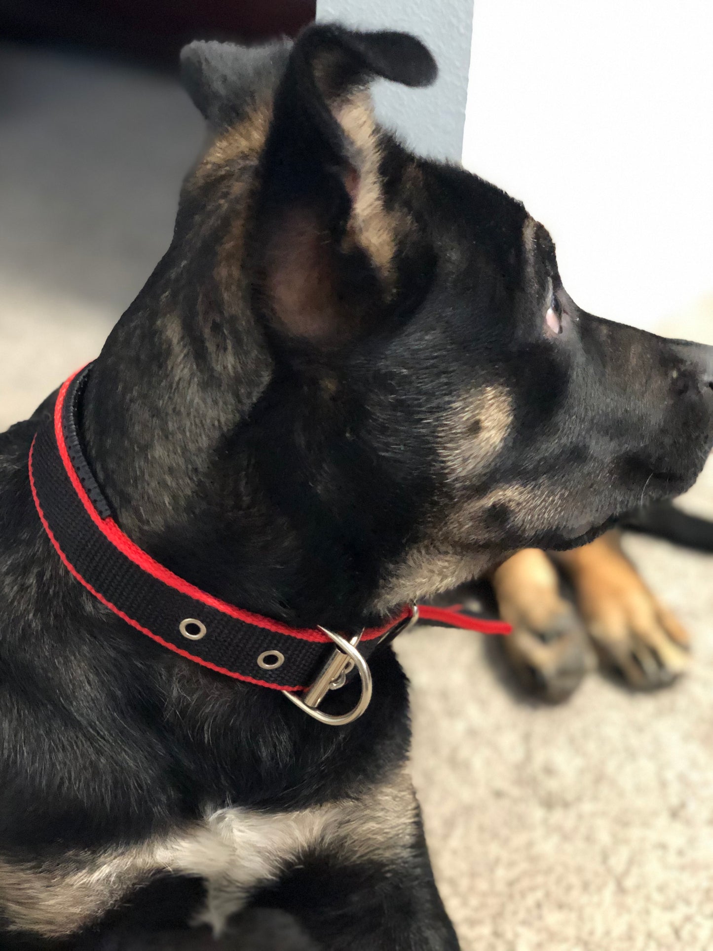 Zeus Durable Dog Collar